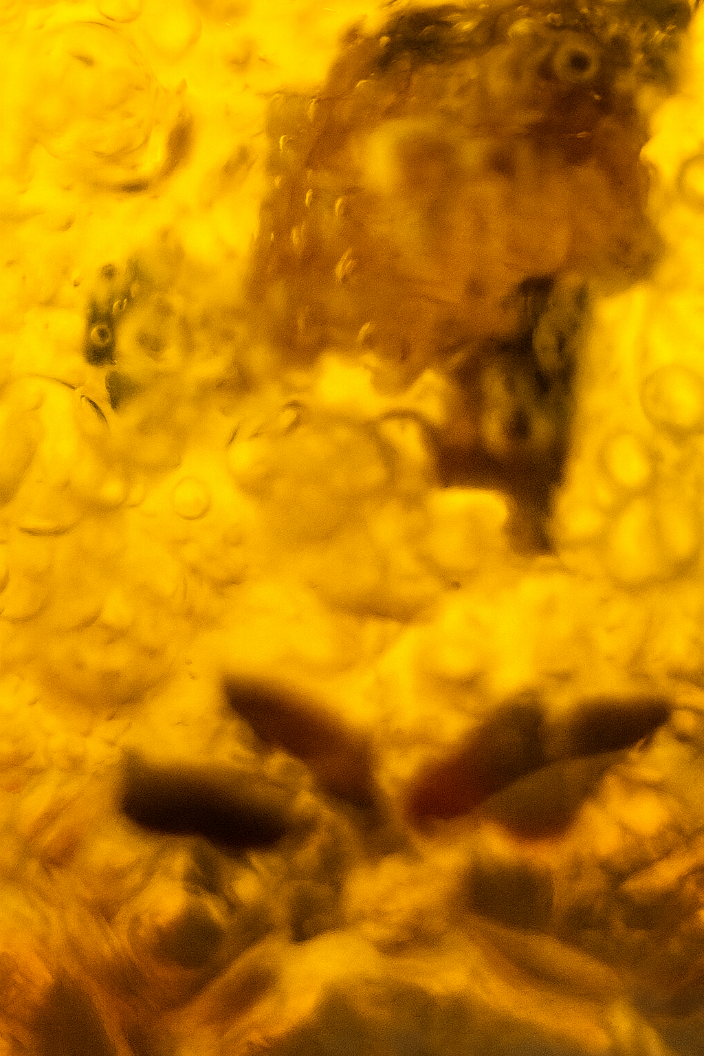 Pluperfect Herbal 4oz.