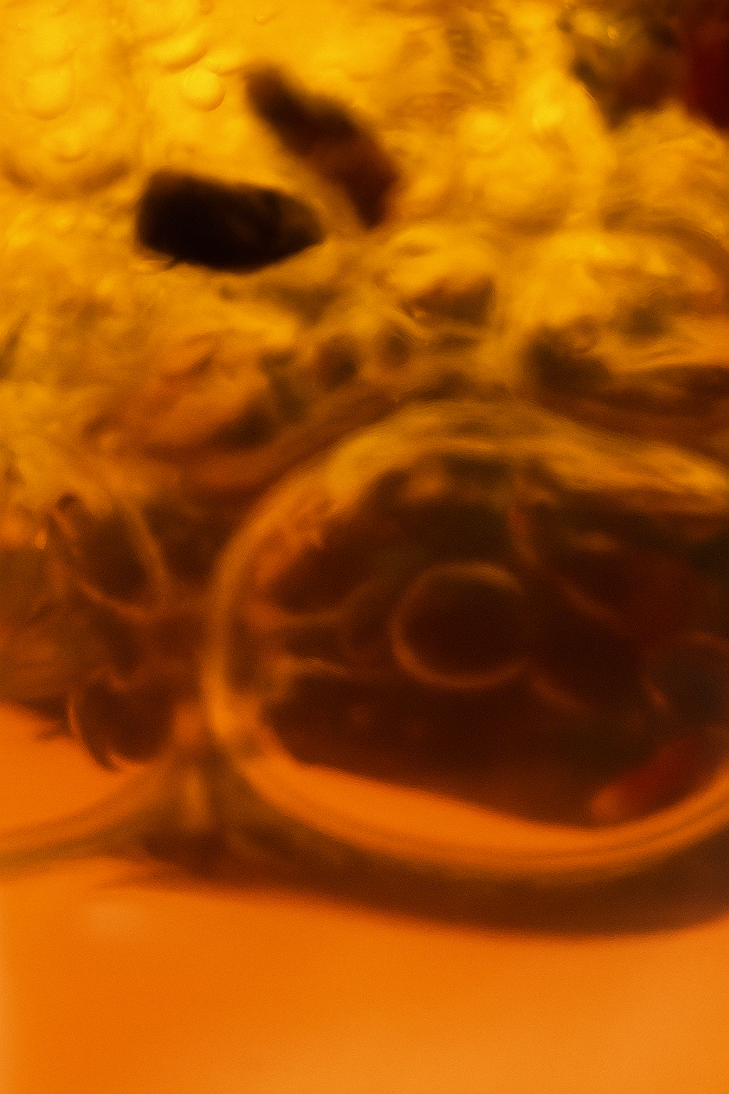 Pluperfect Kids 1oz.